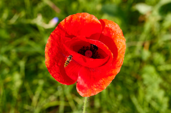 Poppy hover fly This is a macro photograph taken in the morning during the summer season. The image prominently features a poppy hover fly positioned on the vibrant red petals of a poppy flower. Both plants and insects are captured in detail, with the hover fly resting near the center of the flower while pollen and floral structures are clearly visible. The background consists of green foliage, which is softly blurred, highlighting the flower and the insect in the foreground. Hover flies, along with poppies and other flowers present in the frame, demonstrate the interaction between plants and insects typical of summer mornings.